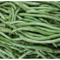 Haricots verts