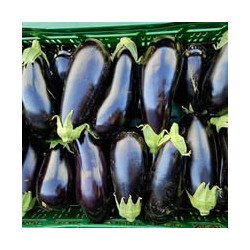 Aubergines