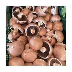 Champignons
