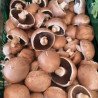Champignons