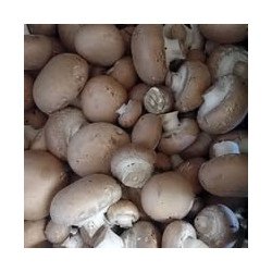 Champignons