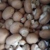 Champignons