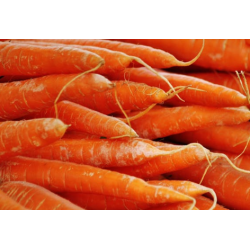 Carottes